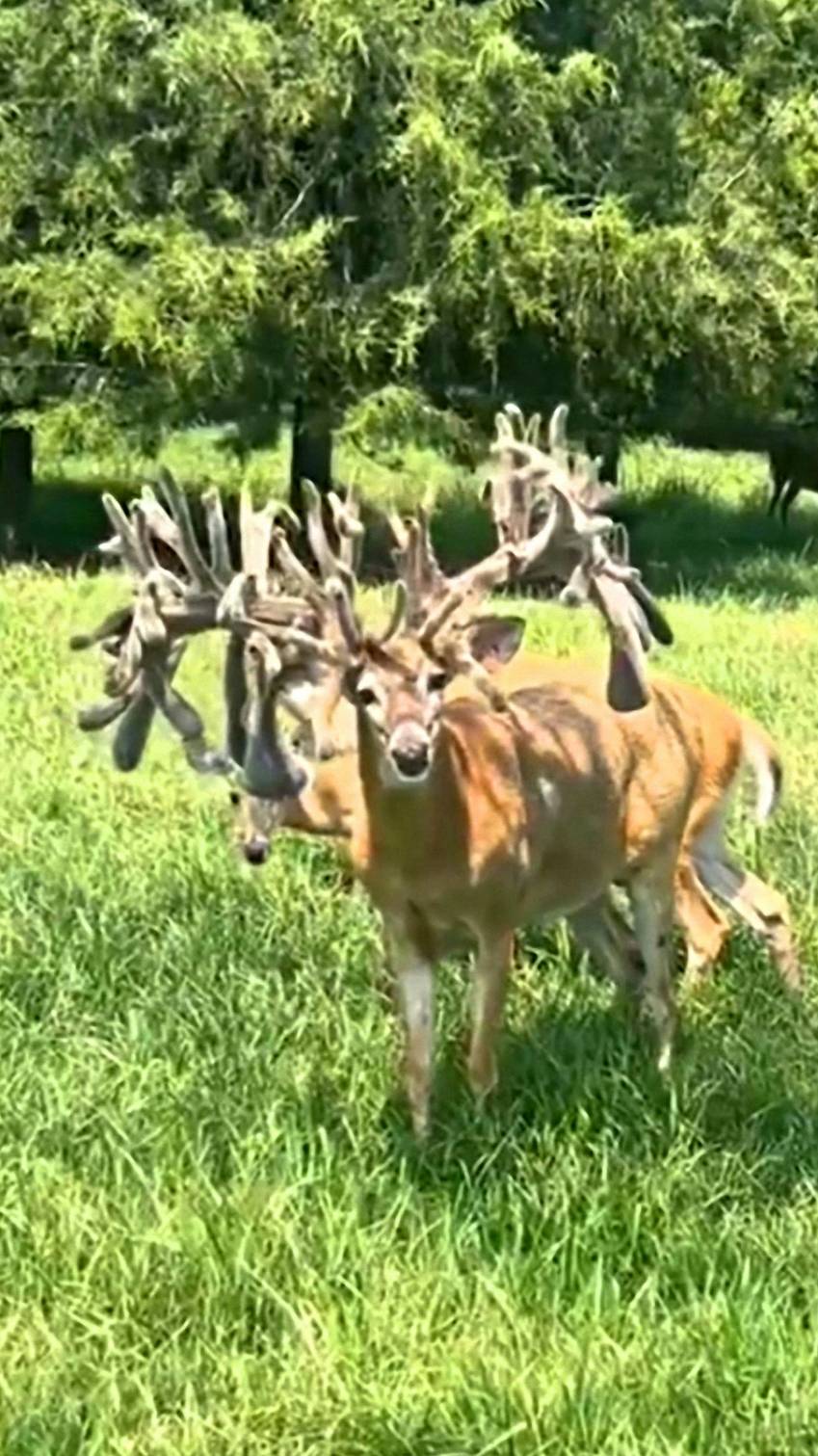 Самый рогатый из рогатых смотреть онлайн