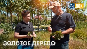 Почему павловнию называют деревом будущего?