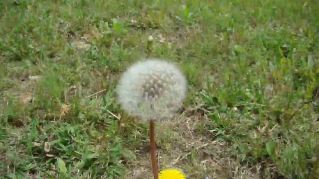 Апрель-Когда цветет акация??? смотреть онлайн