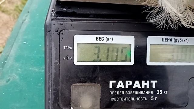 Бройлер росс 308 турция забой. 44 дня вес. смотреть онлайн