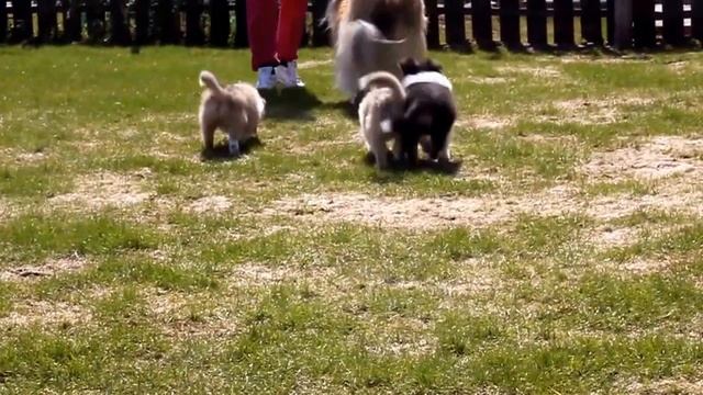 Щенки колли и их мама - гуляют смотреть онлайн