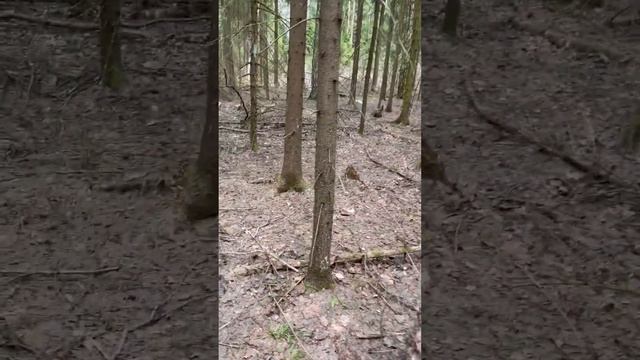 17 апреля 2023 г. Подмосковье Ногинск собираем грибы строчки сморчки смотреть онлайн