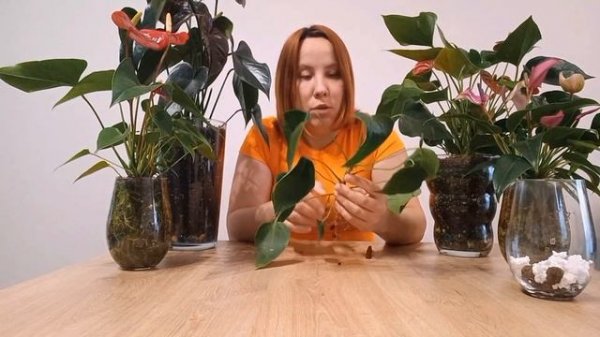 КАК ОМОЛОДИТЬ Антуриум. Несколько способов. Обрезка. Укоренение.
