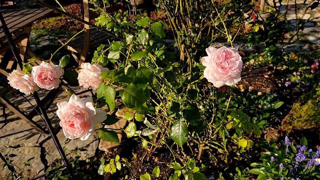 David Austin Rose - The Wedgewood Rose Early Summer 2021