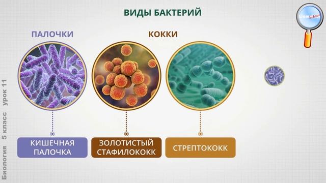Биология 5 класс (Урок№11 - Строение и многообразие бактерий.) смотреть онлайн