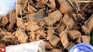 Как содержать живородящую ящерицу дома. Чем кормить. Lacerta agilis