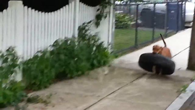 Pitbull Crossfit смотреть онлайн