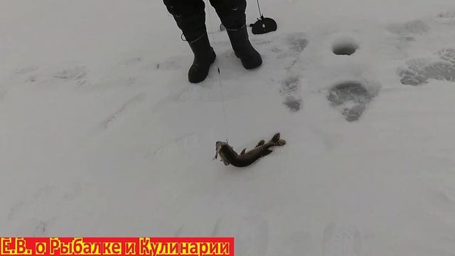 Ловим плотву на мормышку и щуку в Самаре. Взяли две щуки на жерлицы. Зимняя рыбалка в Самаре. смотреть онлайн