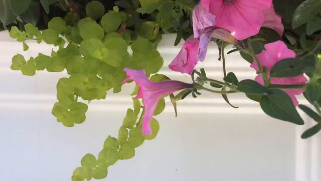 Flower Box // Supertunia Vista Bubblegum 🌸🌸// смотреть онлайн