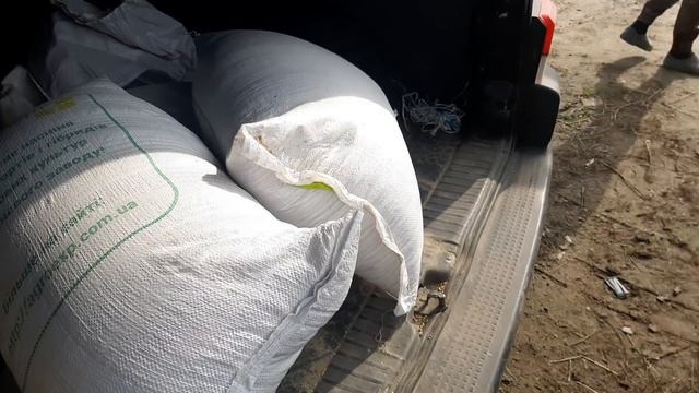 Мой РЕКОРД веса СВИНЕЙ в 4.5 месяца от их рождения...Засеваем тритикале... смотреть онлайн