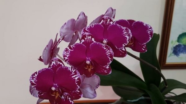 Asian Violin 28 января 2023 г.