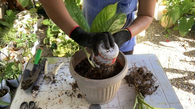 VARIEGATED ELEPHANT EAR PROPAGATION смотреть онлайн