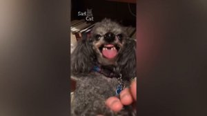 Angry Dogs Compilation