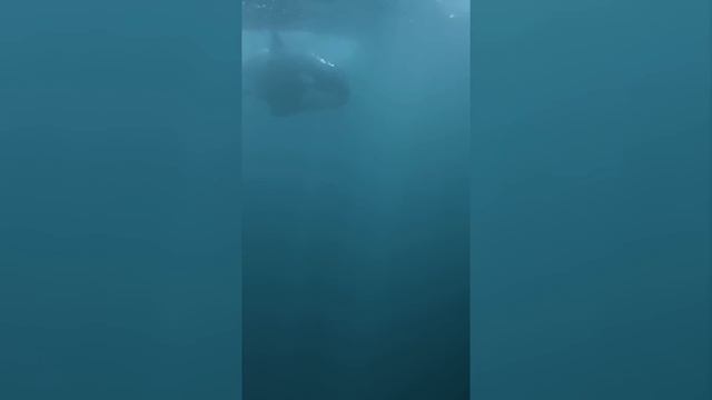 NATURALEZA CALIENTE 🔥 así HACEN EL AMOR estos animales (elefantes, tortugas, monos narigudos) смотреть онлайн
