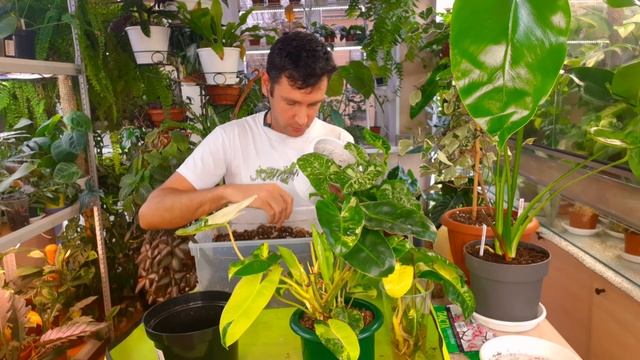 БУДНИ ЦВЕТОВОДА/ ПЕРЕСАДКА СИНГОНИУМА И ФИЛОДЕНДРОНА БУРЛЕ-МАКС ВАР. смотреть онлайн