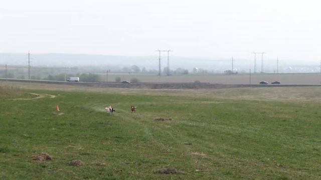 Басенджи IMPALA ESSENS CHEVY CHASE (К) - GEZAN GOREDENNA (Б). CACIL - ЧР, Суханово - 2019. смотреть онлайн