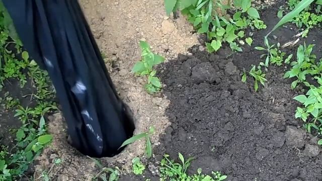 Дачный метод от избавления туалетных отходов Дачный мастер на все руки смотреть онлайн