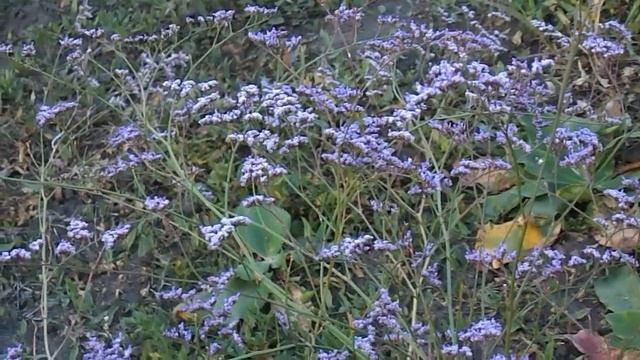 И еще об одной многолетней статице вам расскажу!!! смотреть онлайн