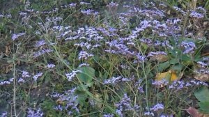 И еще об одной многолетней статице вам расскажу!!!