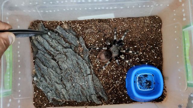 Плесень у паука/Почему не пробковая кора/подумаю за паука!) смотреть онлайн