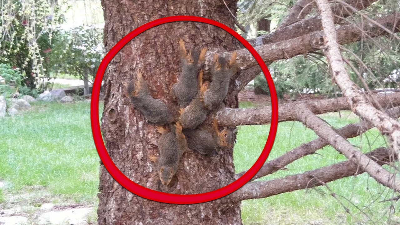 Мужчина Увидел Это Странное Существо на Дереве и Поспешил Ему на Помощь смотреть онлайн