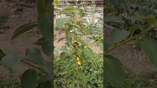 Хурма Сосновская,пробуем выращивать в Волгограде. смотреть онлайн