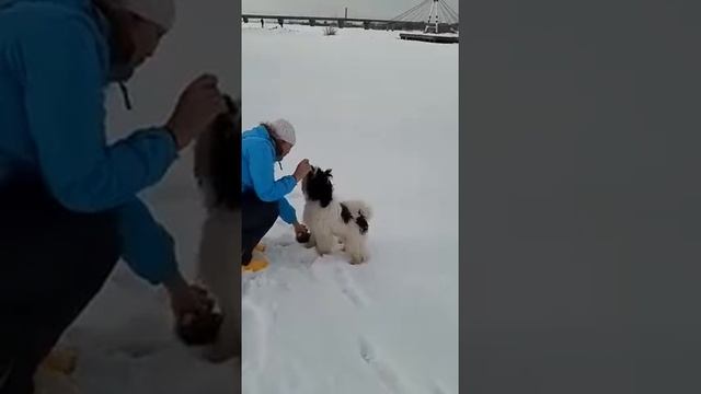 тибетский терьер ВОЛШЕБНЫЙ СЕЙД смотреть онлайн