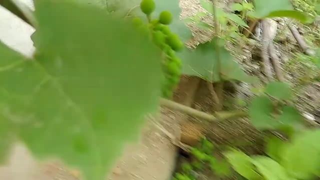 Виноград Альфа смотреть онлайн