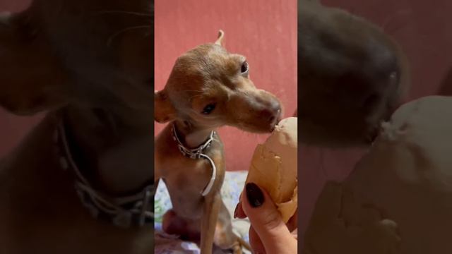 Тойтерьер русский смотреть онлайн