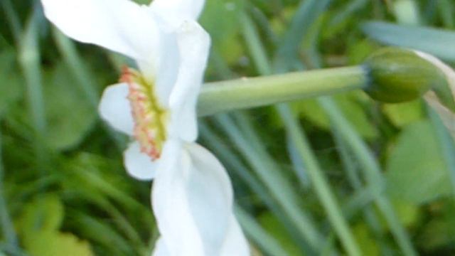 Poet's daffodil - Narcissus poeticus - Hátíðarlilja - Páskaliljur - Vorlaukar смотреть онлайн