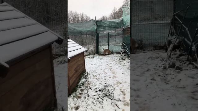 Воскресный стрим 27.11.2022 смотреть онлайн