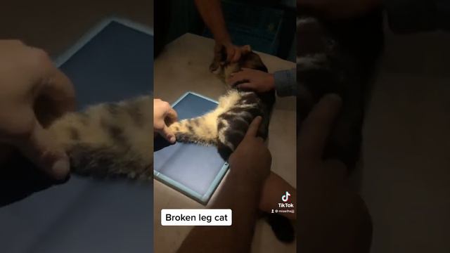 Broken leg cat смотреть онлайн