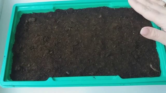 Помидоры посадка семенами. Все о посадке томатов на рассаду смотреть онлайн