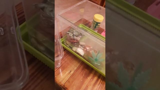 Как ухаживать за черепахой смотреть онлайн