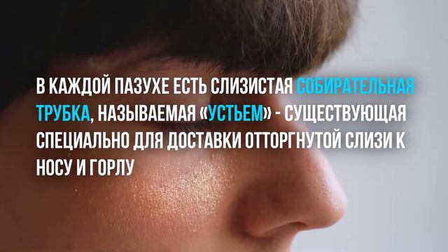 Вот почему мы часто болеем простудой | Plushkin смотреть онлайн