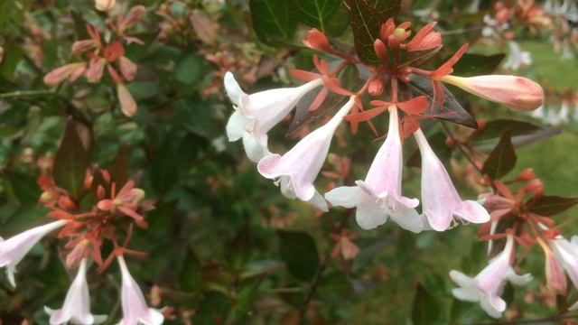 Abélia Grandiflora Les Chakras de l'aura смотреть онлайн