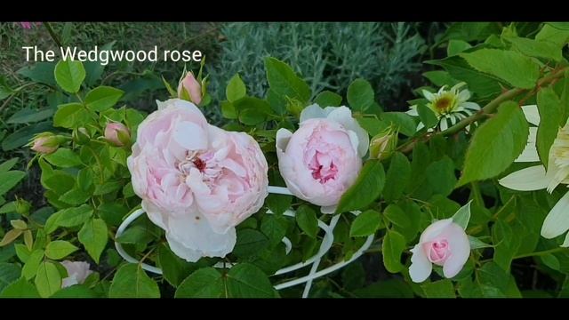 David Austin, мои розы "остинки". 1 часть смотреть онлайн