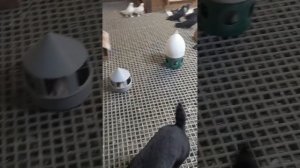 Серпастые голуби, Беларусь.