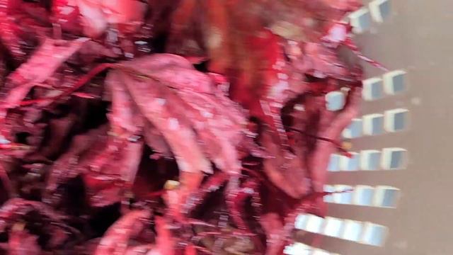 HOW TO MAKE NATURAL DYE WITH JAPANESE MAPLE LEAVES | ORGANIC COLOR | PINK MAUVE