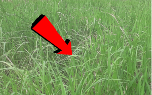 Как быстро избавиться от Травы и сорников На Весь Год За 3 Секунды!!!