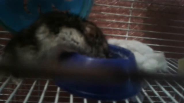 Как Пончик мило пьёт воду :) смотреть онлайн