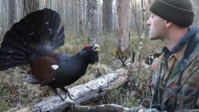 Токующий глухарь смотреть онлайн