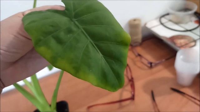 РЕДКИЕ сорта АЛОКАЗИЙ ✅ пришли ко мне с ТАЙВАНЯ смотреть онлайн