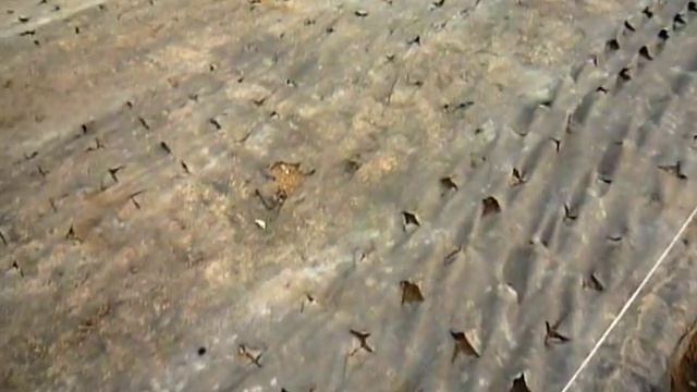 Хризантема.Выращивание. Часть 2 . смотреть онлайн