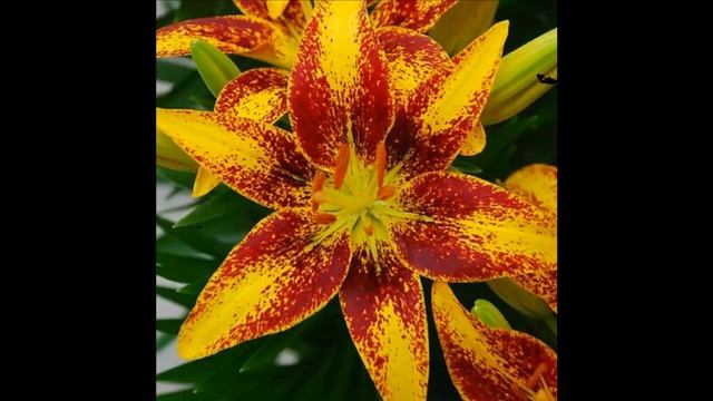 #Лилии30 #Цветы для сада и бизнеса от Ольги Шевчук