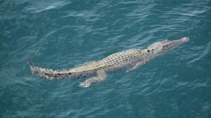 Развивающее занятие для детей. Кто в Африке живет