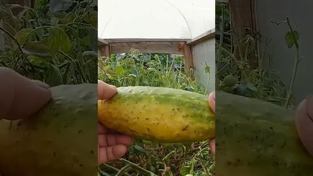 Сад и огород.Мини парник ,лучший сорт 2023 для засолки -огурец Бочковой засолочный. смотреть онлайн