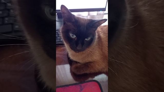 STOREROOMS HOW NOT TO DO BUSINESS  (КЛАДОВКИ)SHORTS