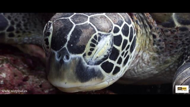 HDR VIDEO:MANADO BLUE PLANET -GATES Z90 housing SONY -BT 709 Color space смотреть онлайн