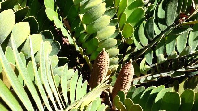 Zamia furfuracea seed pods - Cardboard Palm - Jamaican Sago - Mexican Cycad HD 02 смотреть онлайн